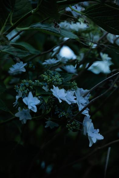 A cluster of delicate white flowers surrounded by dark green leaves, creating a serene, moody atmosphere.