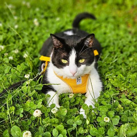 tuxedo cat wearing yellow harness sitting in lush patch of flowering clover