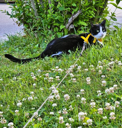 tuxedo cat wearing yellow harness sitting on clover-covered lawn