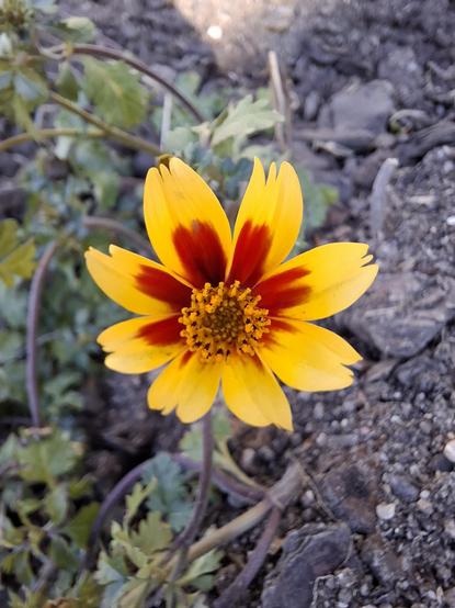 A bright yellow flower with flame red interior