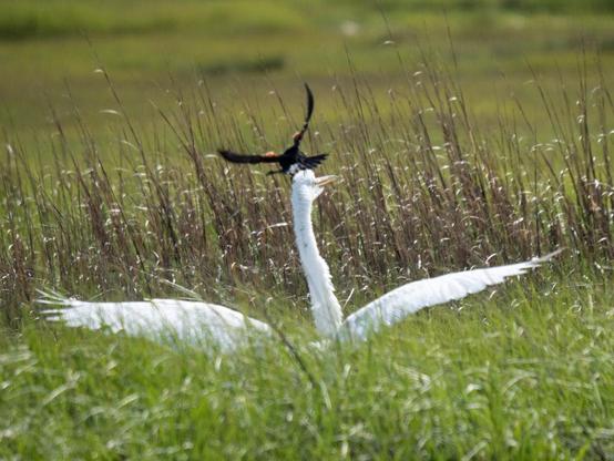 A Red-winged Blackbird lands on the head of a Great Egret it was chasing in a meadow