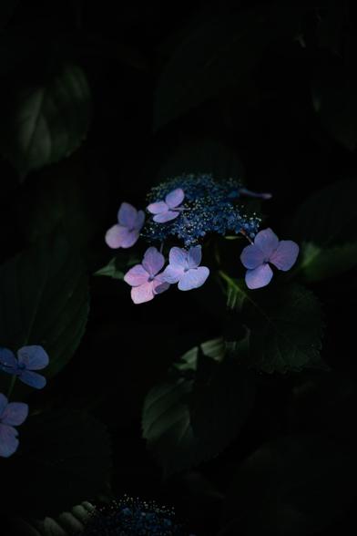 Delicate blue and pink hydrangea flowers bloom amid dark green leaves, illuminated softly, creating a stunning contrast.