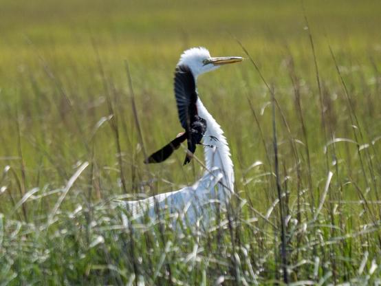 Red-winged Blackbird chasing Great Egret in a field and getting close to its neck