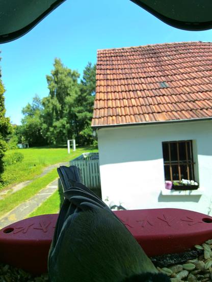 unbekannt im Futterhäuschen