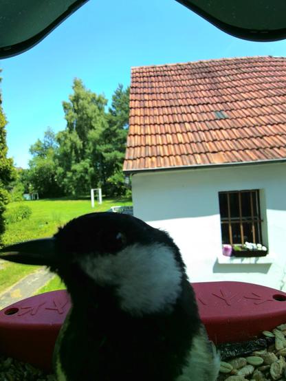 unbekannt im Futterhäuschen