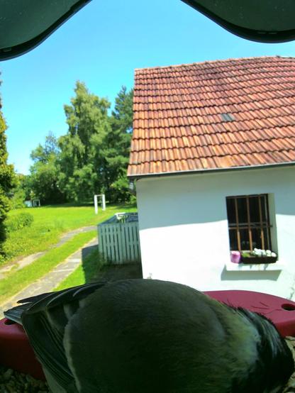 unbekannt im Futterhäuschen