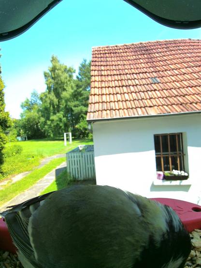 unbekannt im Futterhäuschen