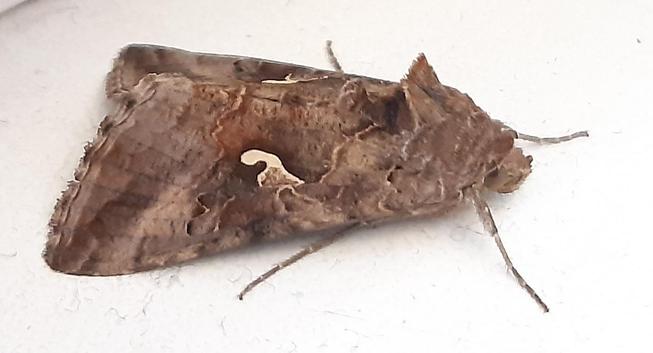 Ein in Brauntönen gemusterter Schmetterling, der mit zusammengehalten Flügeln auf einem weissen Fensterbrett sitzt.