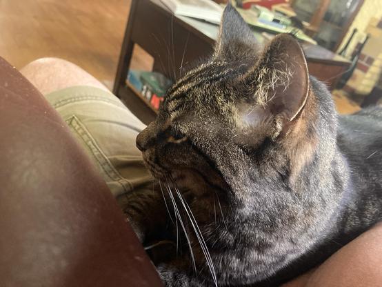 A cat on a lap.