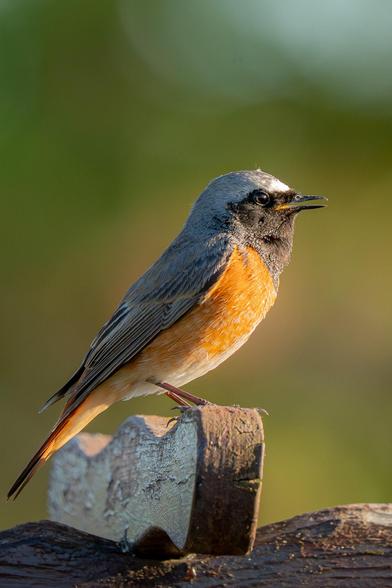 This is a side view of a male common redstart. The bird is standing on the carved wooden crossbar of a garden pergola, bathed in the light of the setting sun. The background is blurred green vegetation.