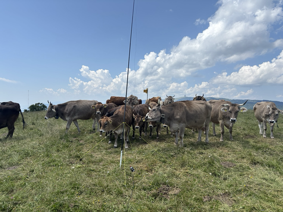 Cows gave some VSWR issues 🤣