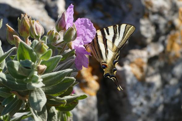 Ein iberischen Segelfalter ist in der Zistrosenblüte versunken und zeigt nur seine Seite.