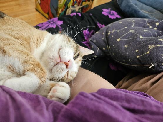 a little multicolor cat named Nili Fossae smiling up with top paws in the famous 'relaxed but ready to stop you from doing things' pose, laying on top of a human arm
