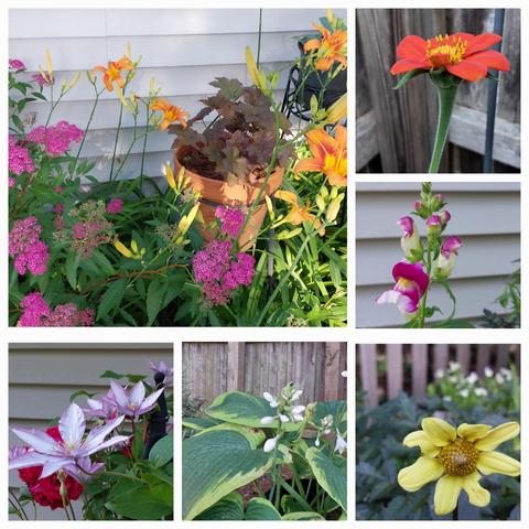 Collage of 6 blooms currently in garden: lilies and huercha, tithonia, snapdragons, yellow single petal dahlia, hosta flowers, clematis and roses