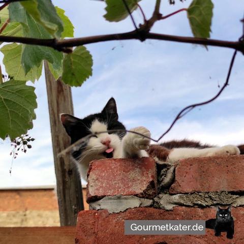 Kater auf Mauer