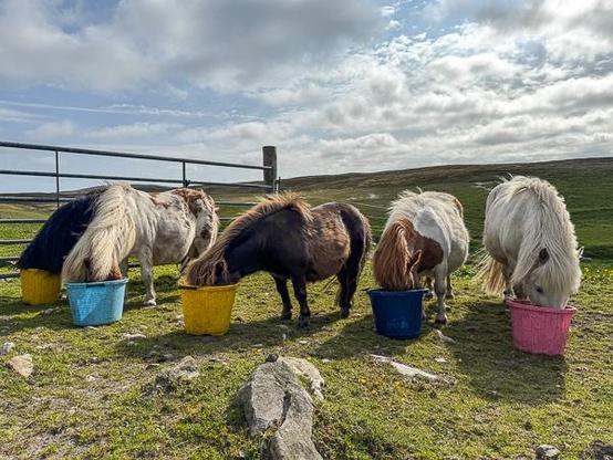 Five Shetland ponies eating