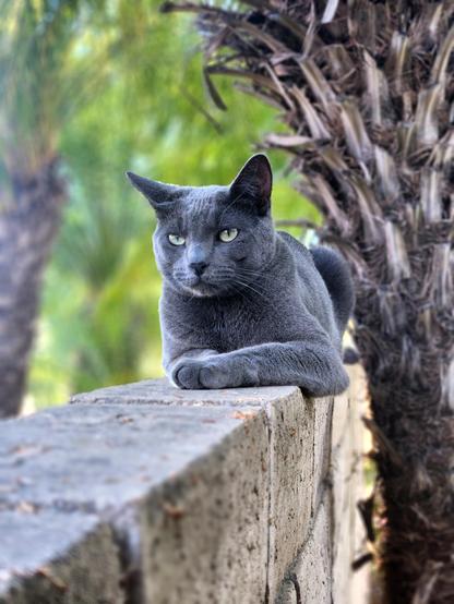 Ashe the gray cat sitting on top of a block wall.
