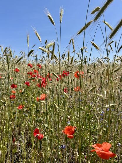 Ein Kornfeld mit Mohnblumen