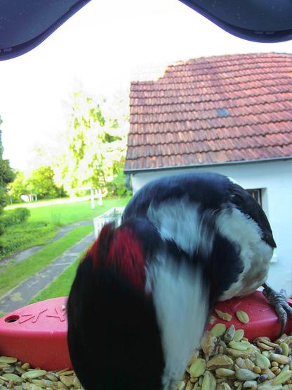 Buntspecht im Futterhäuschen