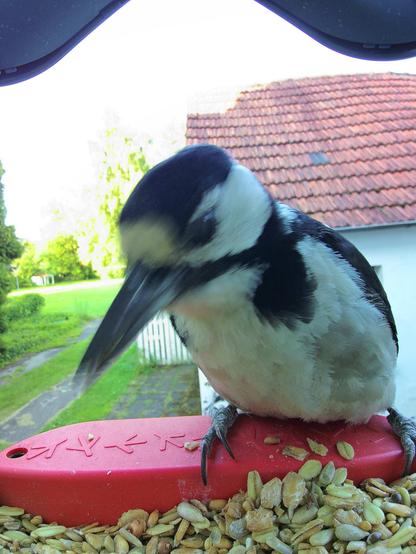 Buntspecht im Futterhäuschen