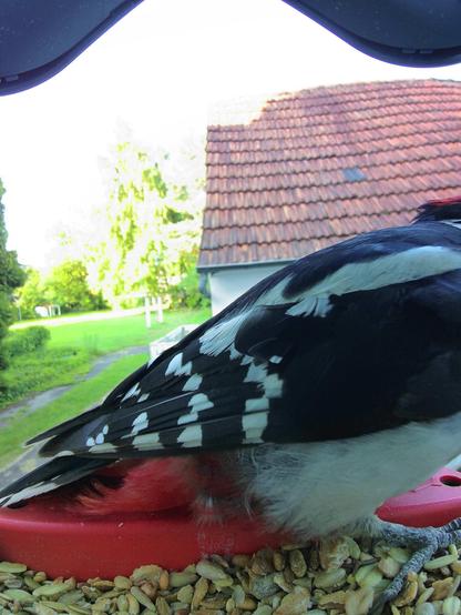 Buntspecht im Futterhäuschen