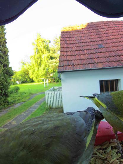 Grünfink im Futterhäuschen