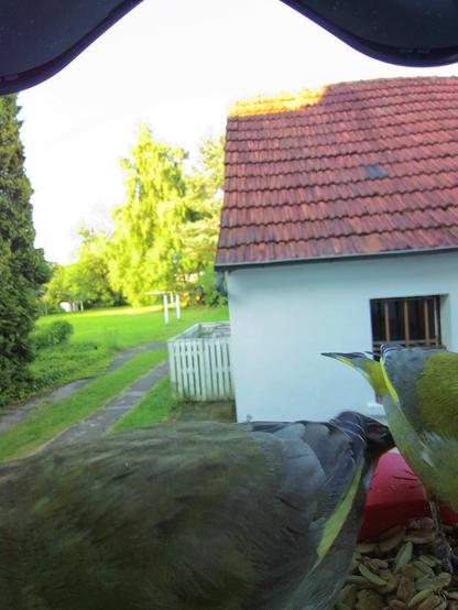 Grünfink im Futterhäuschen