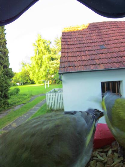 Grünfink im Futterhäuschen