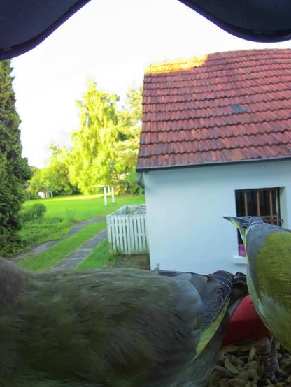 Grünfink im Futterhäuschen