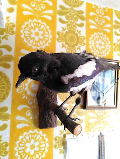 Eine herunterstarrende, ausgestopfte Elster vor altmodischer gelb-orangefarbener Tapete.