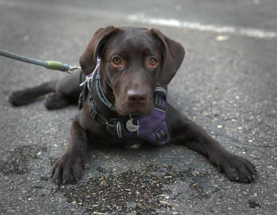 Brown Labrador in the floor.