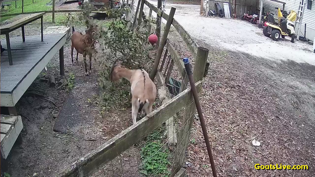 It the center of a video frame, two goats, one tan and one brown, both with horns and tiny ears, are eating the leaves from an oak branch that was cut down. To the far right, our trusty wood chipper that made mulch out of all the cut down branches. We'll use that as animal bedding. Nothing goes to waste on the farm!