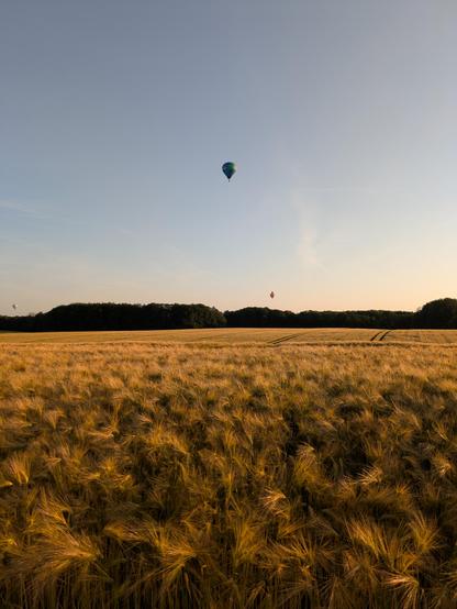 Foto. Gerätefeld in der Abendsonne, bald erntereif. Darüber in der Ferne mehrere Heißluftballons.