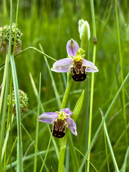 Zwei mal die "Bienen Ragwurz" Orchiee. Violette BlütenBlätter zur Seite und in der Mitte in Braun ein gemusteres Blatt wie der Rücken einer Biene.