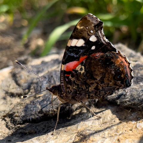 Auf einem Stein sitzt der Schmetterling "Adminral". Braun gemusterte Flügen und ein paar kräftige Farbflecken in kräftigem Rot, Weiß, Schwarz. Mit dem Rüssel saugt er Mineralien von einer tierischen Hinterlassenschaft.
