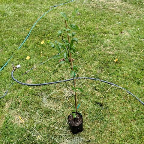 A photo of the tree after being planted in the pot and tied to a stake with green tie tape that is stretchy. It's about 3 feet tall or one meter.