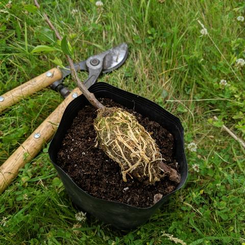 The root ball after it was cut from the tree and all the plastic wrap and tape removed. The roots are white and some of the moss is visible. It is sitting on top of the gallon bag pot it will be planted in. There are wood handled loppers in the background.