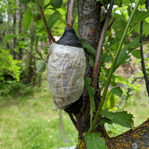 The wrapped plum branch. It is clear cling type wrap around moss and dirt and stuff with the top and bottom ends sealed with black splicing tape. Roots are visible through the plastic.
