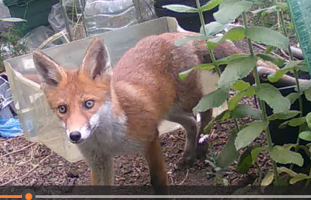 An almost fully grown fox cub probably around 3 or 4 months old.it isalert and looking for the source of the trail cam noise.just perceptible is a very dark bushy trail. This is the smaller of the two cubs
