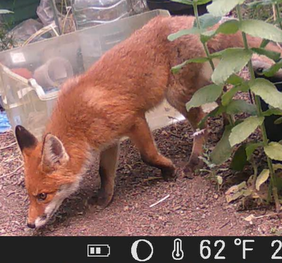 The second cub sniffing the ground. It has a much redder coat than its sibling.