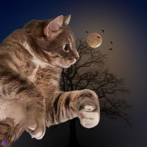 Against a spooky background of misty bare trees and a full moon with bats flying, a side view of a big gray tabby cat with his paws held in a "Dracula" pose and his eyes with very large pupils.