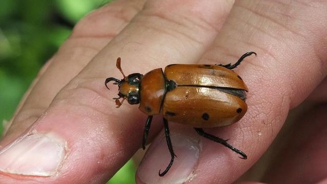 Grape leaf beetle