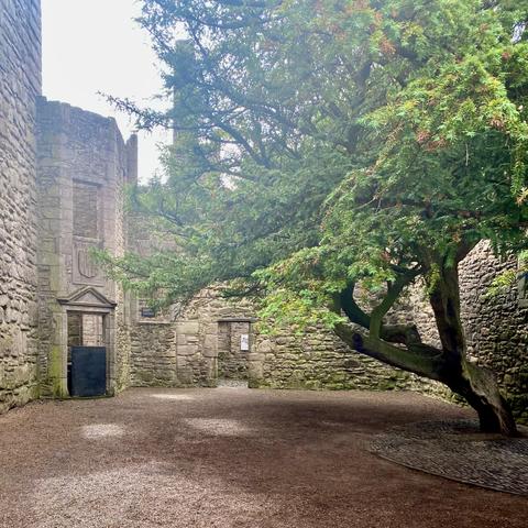 Washed out castle courtyard with a tree growing inside