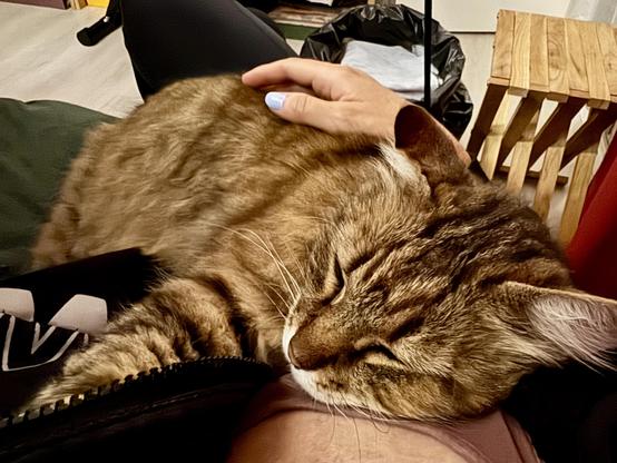 A fluffy tabby cat is sleeping contentedly with its head resting on a person's chest, while a hand gently strokes its back.