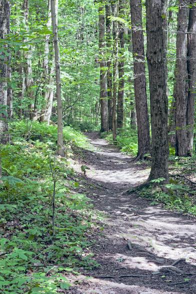 A straight path in the forest with tall trees as well as understory plants