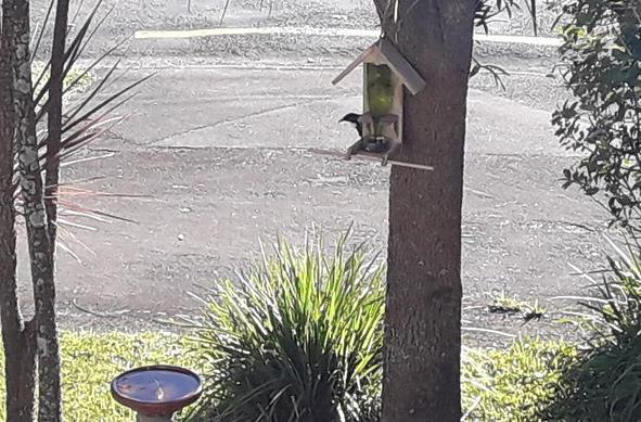 A Tui bird lurking at a nectar feeder.