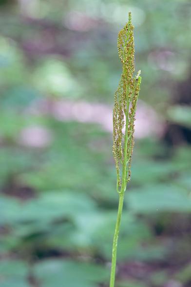 A spore spike with several mostly parallel strands in front of blurred out leaf backgrounds