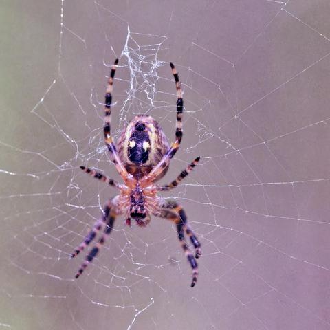 Spider with a big black spot on its abdomen with two little yellow spots on it as well as stripy legs on a web with a blurry background