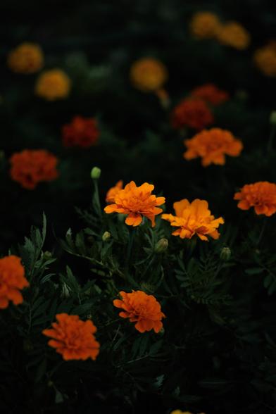 A vibrant cluster of orange marigolds amidst lush green leaves, creating a striking contrast against a dark background.