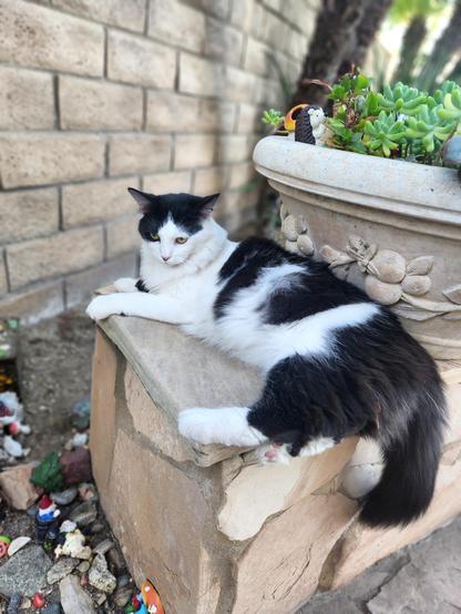 Coco the black and white kitten hanging out in her garden.